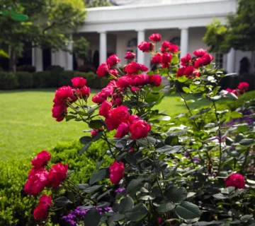 چگونه گل رز را پرورش دهیم؟ راهنمای جامع کاشت و نگهداری گل رز