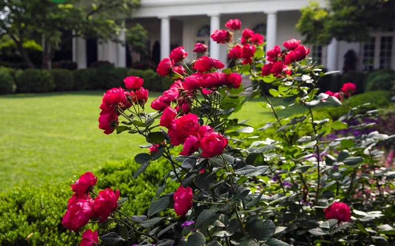 چگونه گل رز را پرورش دهیم؟ راهنمای جامع کاشت و نگهداری گل رز