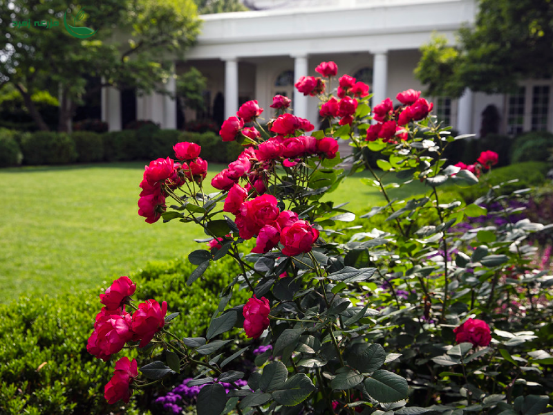 چگونه گل رز را پرورش دهیم؟ راهنمای جامع کاشت و نگهداری گل رز