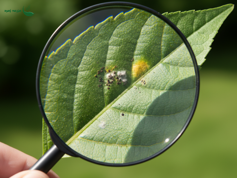 چگونه گیاهان آلوده را تشخیص دهیم و درمان کنیم؟