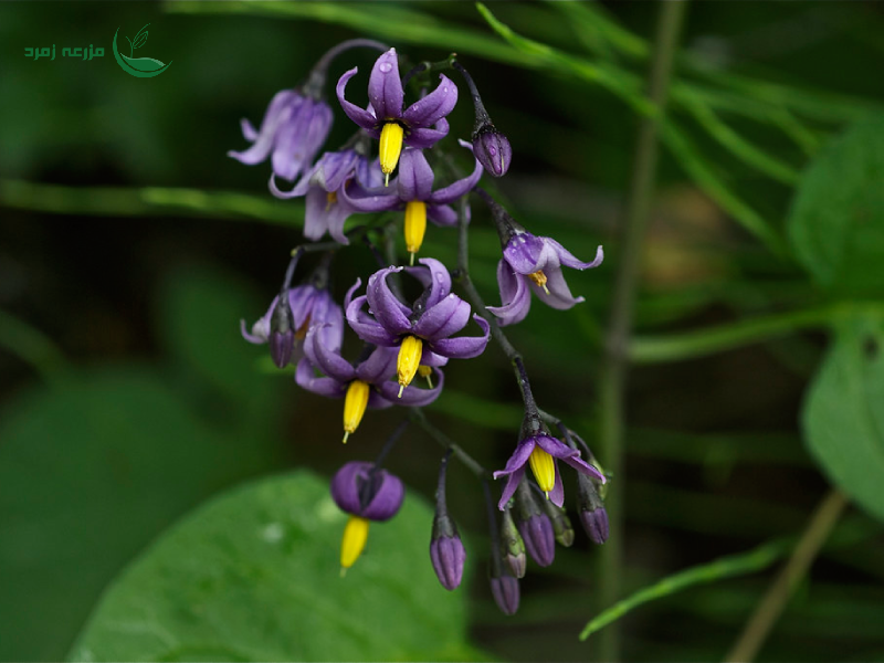  گیاه شب‌ بو سمی (Nightshade)