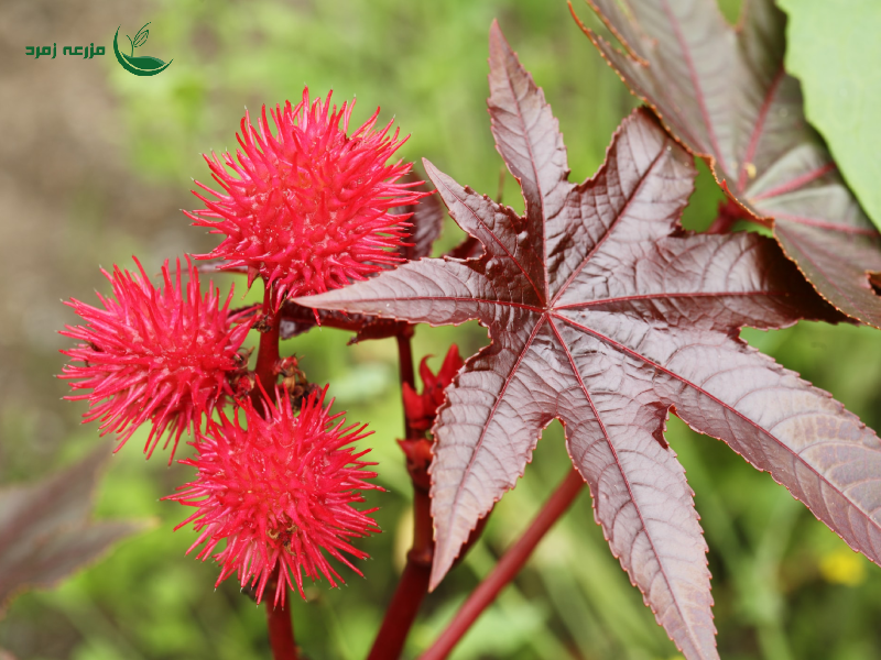  کرچک (Ricinus communis)