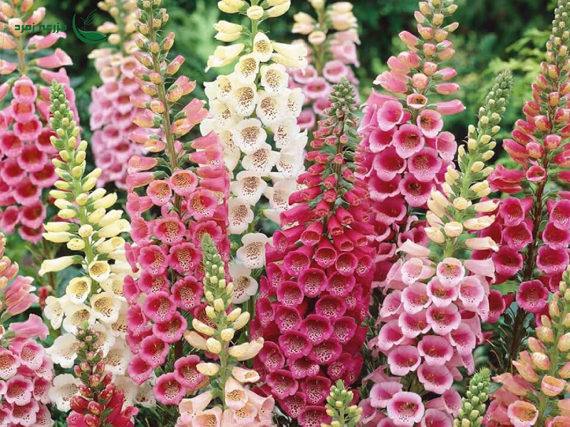 دیژیتال یا (Digitalis)