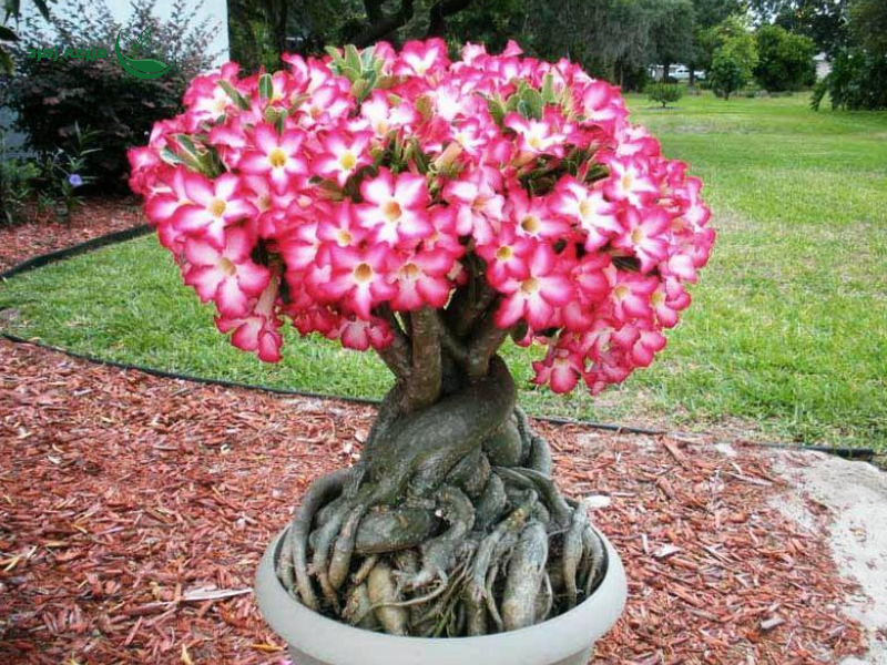  آدنیوم (Adenium obesum / گل صحرایی)
