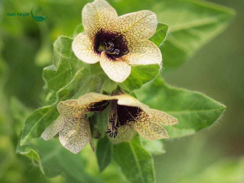 بلادنای سیاه(Black Henbane)
