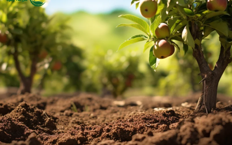 کوددهی باغ میوه؛ برنامه تخصصی افزایش باردهی درختان