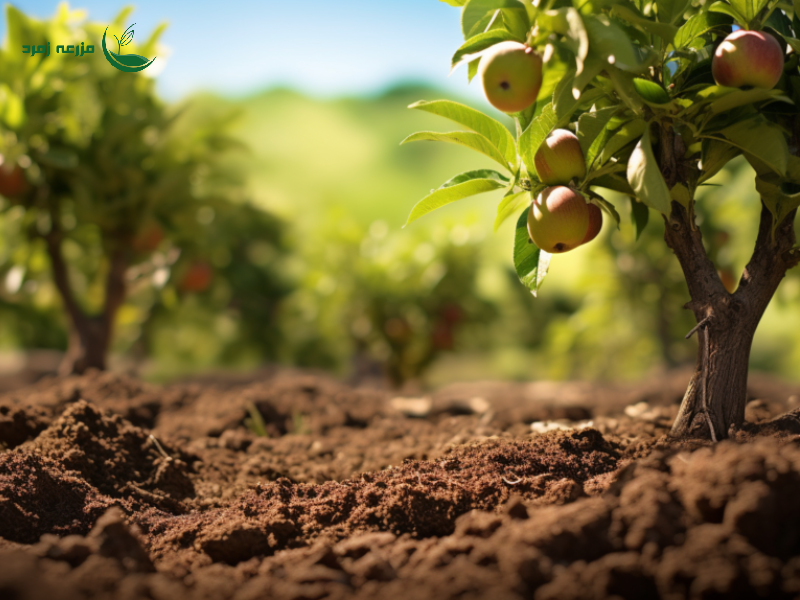 کوددهی باغ میوه؛ برنامه تخصصی افزایش باردهی درختان