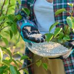بهترین کودها برای درختان میوه در تابستان
