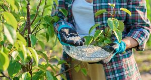 بهترین کودها برای درختان میوه در تابستان