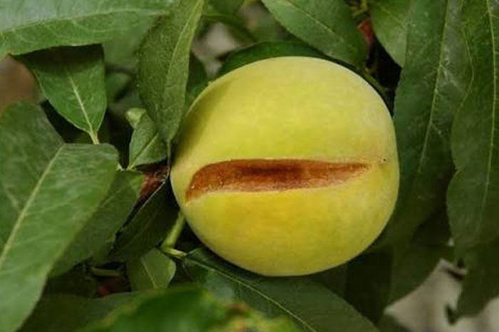 عوامل زراعی
