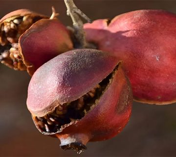 ترک خوردن میوه ها