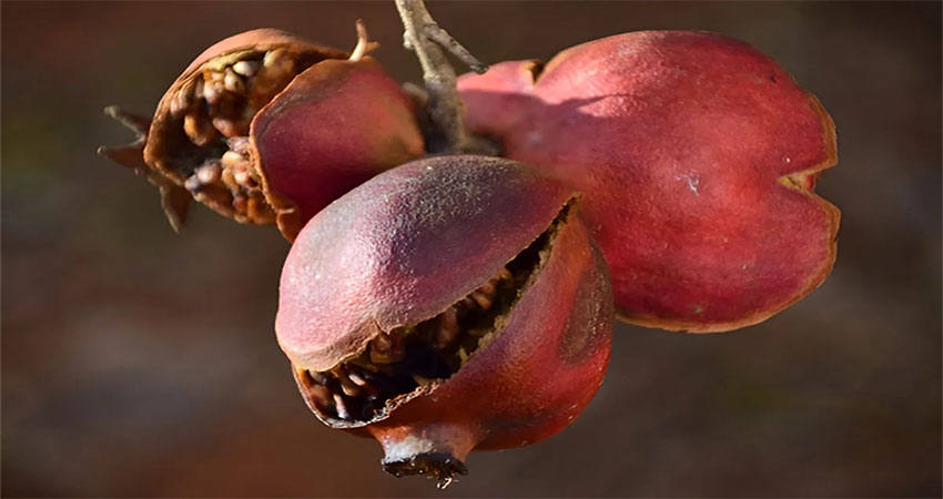 ترک خوردن میوه ها