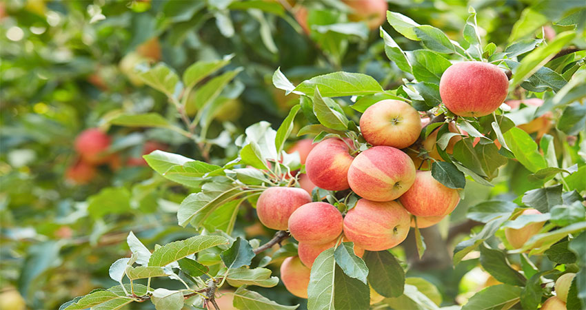 رنگ‌گیری میوه
